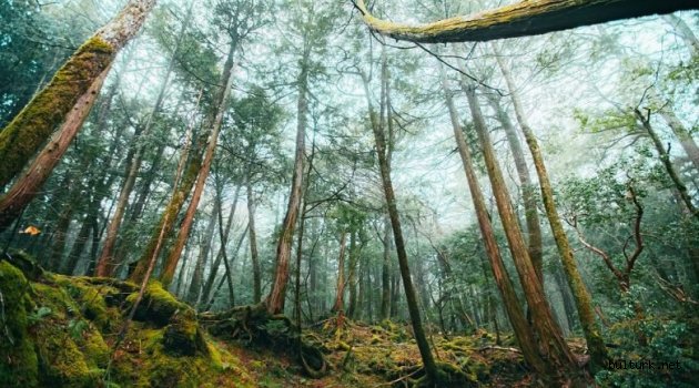 Aokigahara Ormanı: Dünya ve Ölüm Arasındaki Yer