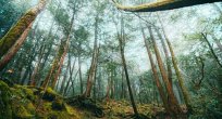 Aokigahara Ormanı: Dünya ve Ölüm Arasındaki Yer